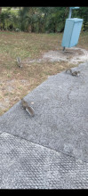 Les écureuils j'adore 🥰