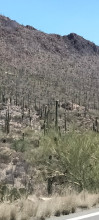Tucson le paradis du cactus 🥰